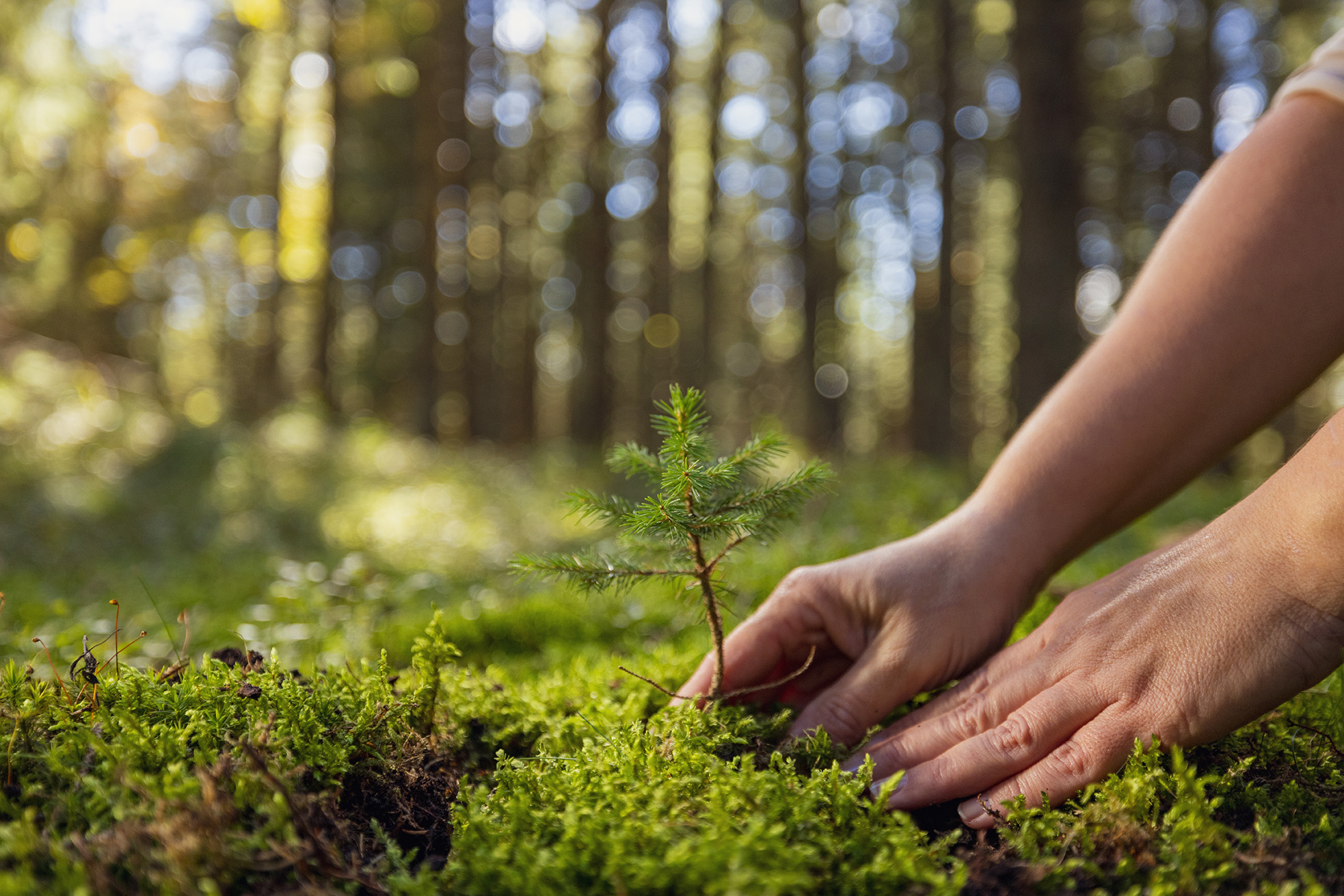 riforestazione