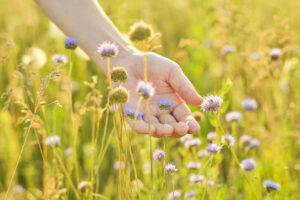 tutela della biodiversità