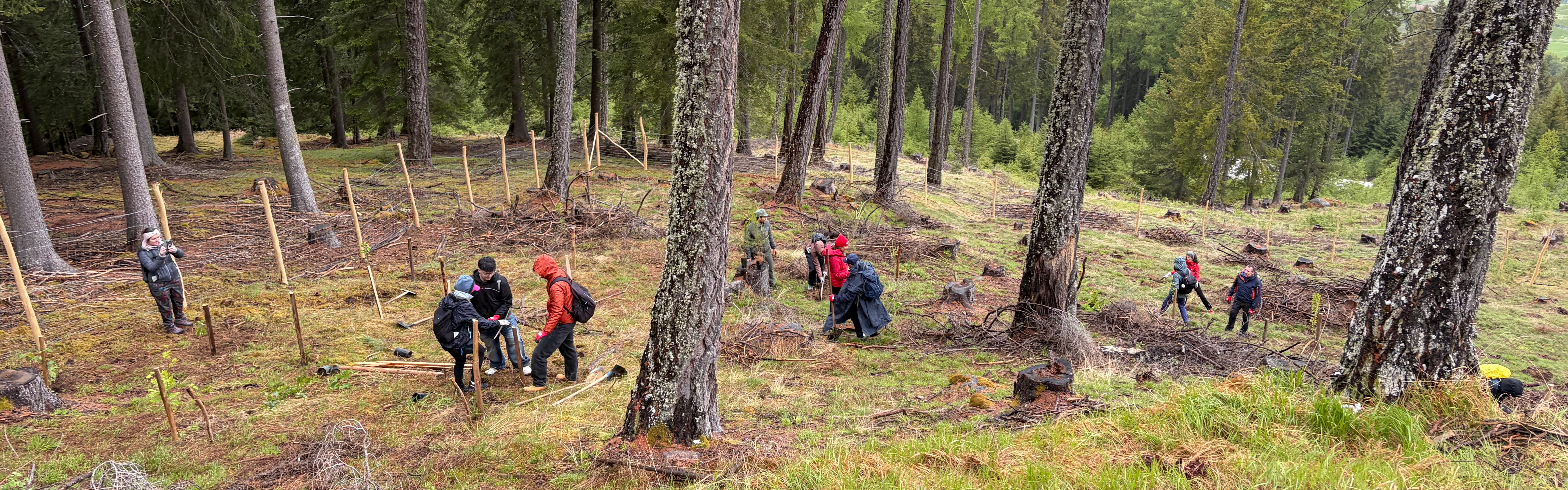 Riforestazione Lasa