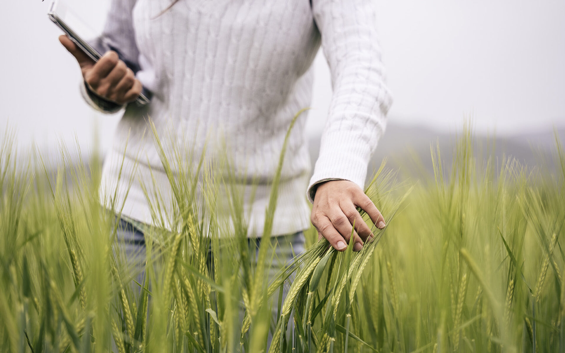 campo grano